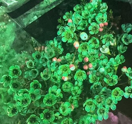 配花 | 平头腊梅荧光绿 商品图0