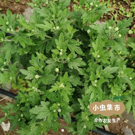 生态金丝皇菊 30g/罐 | 合作农友生产，来自云南曲靖，生产者：凡超华 ＆【公平贸易农人定价】 商品图11