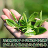 【2025年春茶】买1送1 吉顺号普洱茶古300系列那卡古树茶生茶饼357克/饼 商品缩略图2