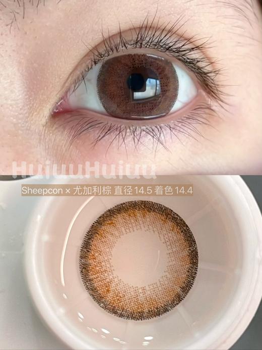 【本店实拍】Sheepcon-偏大款/混血尤加利系列/灰/棕/粉-14.5mm 【年抛 度数0-1000度 含525/575 】 商品图2