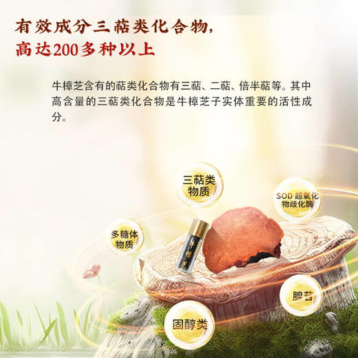 温莎之谜（La vinsor）原生臻品牛樟芝滴丸 2.5g5瓶盒正品官方 商品图3