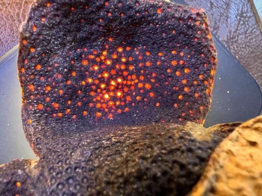 2009年 药食同源 圈枝陈皮 2009东甲 高货老皮 125克起 商品图2