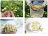 【2025高端茉莉花】10斤茉莉鲜花才得1斤茉莉花球精选特级花苞朵朵饱满大颗人工摘梗去花托纯净无杂质冲泡后不苦不涩基地直邮 商品缩略图4