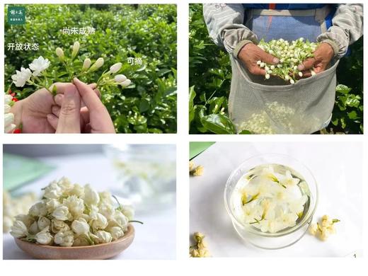 【2025高端茉莉花】10斤茉莉鲜花才得1斤茉莉花球精选特级花苞朵朵饱满大颗人工摘梗去花托纯净无杂质冲泡后不苦不涩基地直邮 商品图4