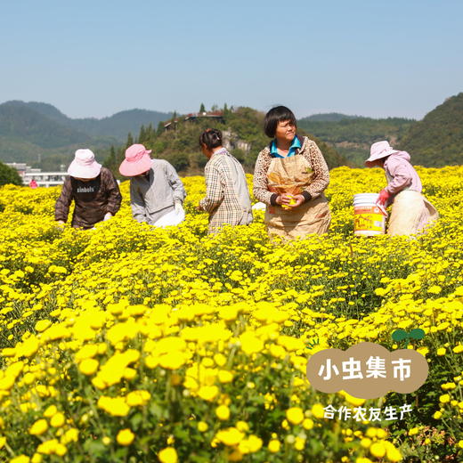 生态金丝皇菊 30g/罐 | 合作农友生产，来自云南曲靖，生产者：凡超华 ＆【公平贸易农人定价】 商品图12