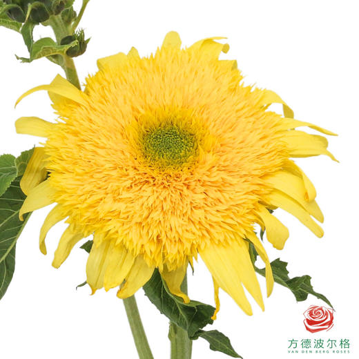 向日葵-重瓣柠檬 1枝 商品图0