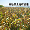 【颗粒饱满  谷香浓郁】有机小米鲜芽金米2.5kg 商品缩略图3