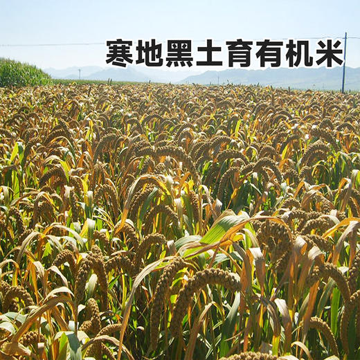 【颗粒饱满  谷香浓郁】有机小米鲜芽金米2.5kg 商品图3