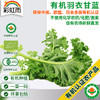 新鲜有机蔬菜羽衣甘蓝250g 欧盟认证彩虹雨有机农场满额包邮 商品缩略图0