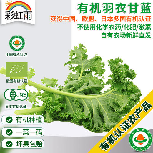 新鲜有机蔬菜羽衣甘蓝250g 欧盟认证彩虹雨有机农场满额包邮 商品图0