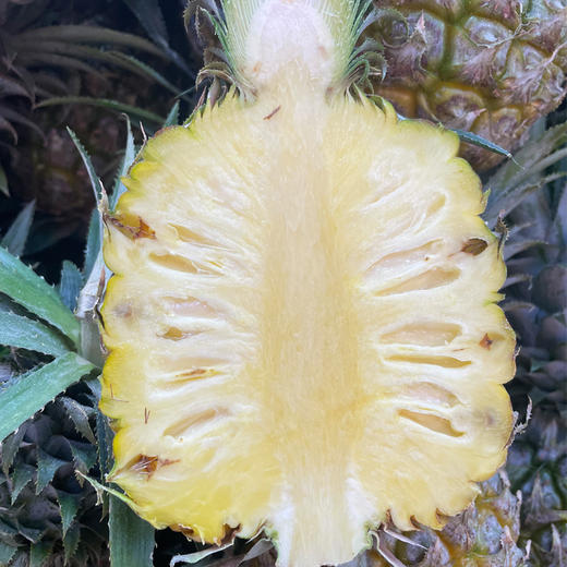 河口菠萝3个（脆甜爽口） 商品图1