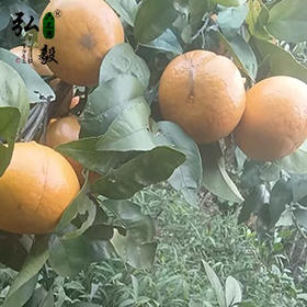 【弘毅六不用生态农场】六不用沃柑 与草共舞模式 9斤/份