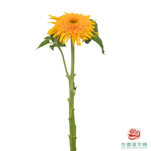 向日葵-重瓣橘子汽水 1枝 商品图1