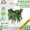 全国发货满额包邮 有机蔬菜 奶白菜250g欧盟认证 彩虹雨农场 新鲜青菜蔬菜 商品缩略图0