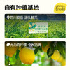 喜善花房 蜂蜜冻干柠檬片 100g*2/整箱装 100g*20 商品缩略图2
