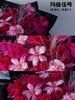 2025情人节花束——为你钟情 商品缩略图3