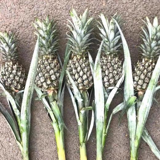 【动感光“菠”！水培凤梨】办公室新搭子，满屋果香新鲜可食用，这才是打工人想要的工位绿植,观赏性装饰水培菠萝送礼物L 商品图3