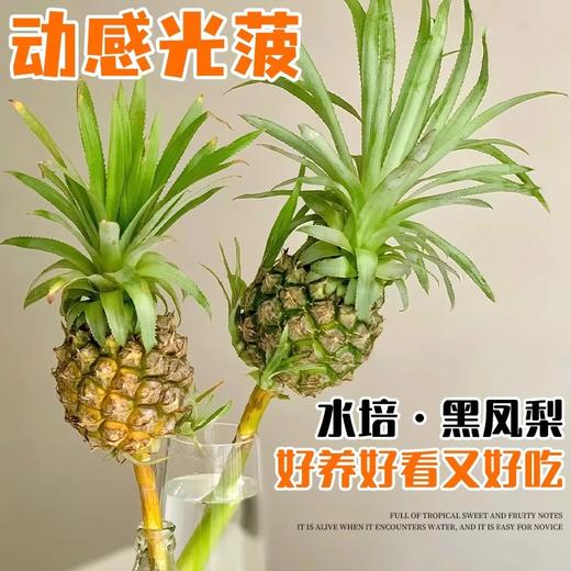 【动感光“菠”！水培凤梨】办公室新搭子，满屋果香新鲜可食用，这才是打工人想要的工位绿植,观赏性装饰水培菠萝送礼物L 商品图1