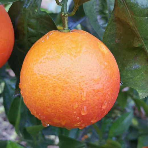 🔥任意规格🍊送半斤🩸重庆长寿湖 · 老系塔罗科血橙 · 富含花青素 · 有玫瑰香味 ·肉嫩化渣 商品图2