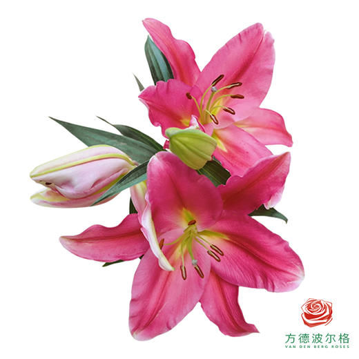 百合-鸿运当头 5枝一扎 商品图0