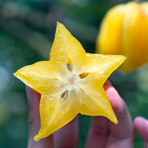 【鲜甜爽嫩 成熟后采摘】漳州云霄 软枝杨桃 清甜多汁入口无渣 3斤/4.5斤 商品图4