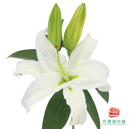 百合-桑堪得 5枝一扎 商品图0