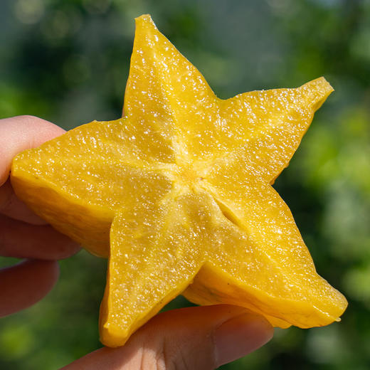 【鲜甜爽嫩 成熟后采摘】漳州云霄 软枝杨桃 清甜多汁入口无渣 3斤/4.5斤 商品图0