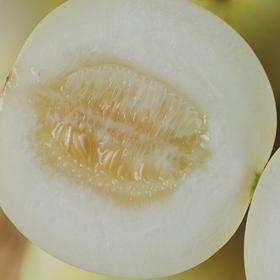 【郁金香小甜瓜】 现摘现发，头茬小香瓜，皮薄肉厚细腻香甜水份充足，可食率85%以上，解腻开胃