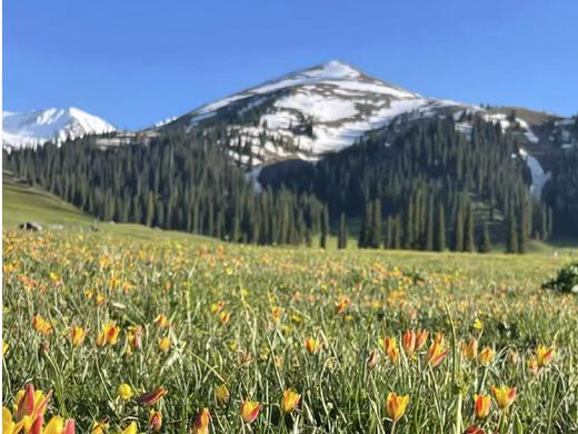 春醒伊犁 | 新疆伊犁河谷7日早春杏花之旅 商品图9