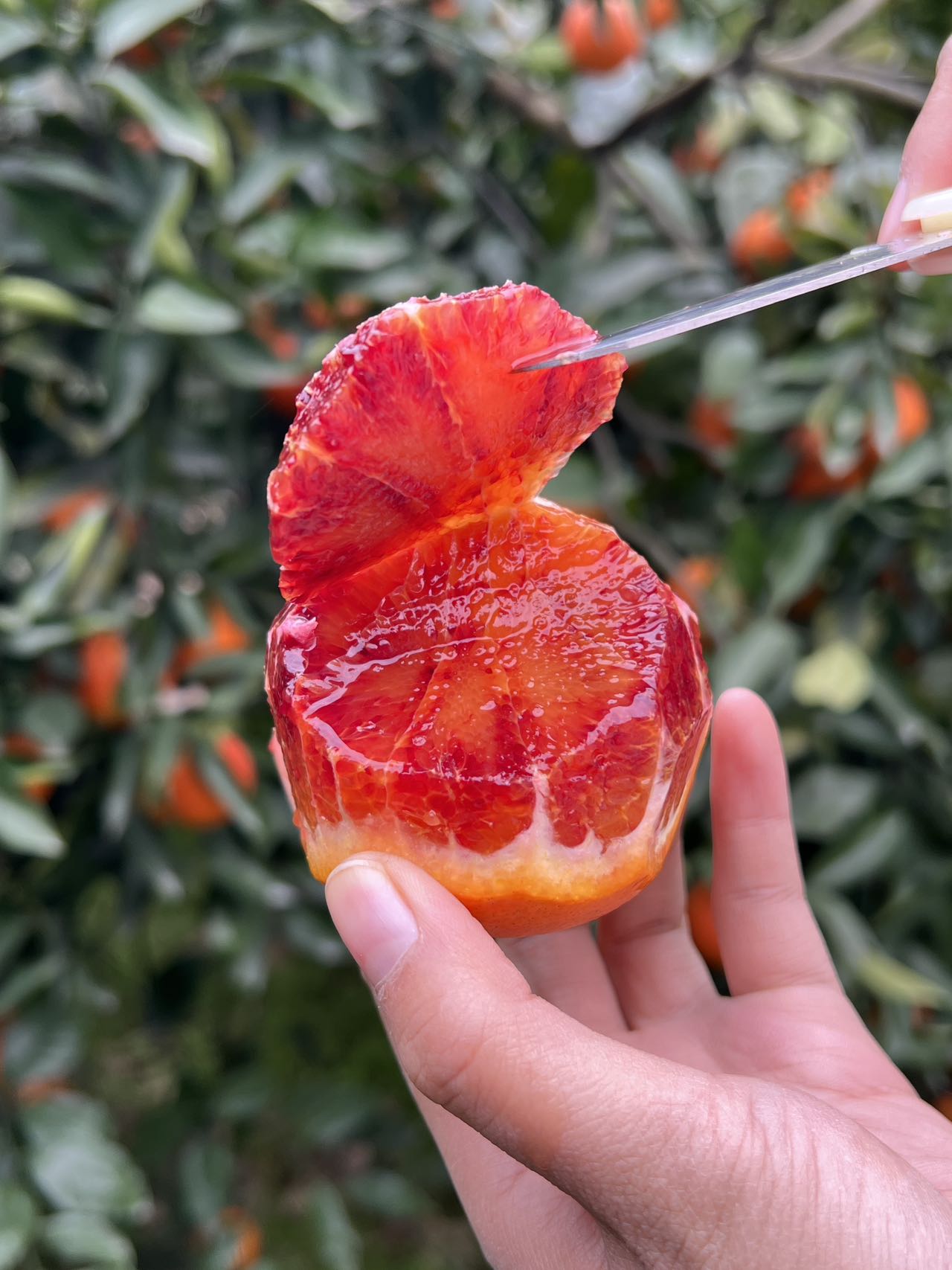 可食用的“红宝石”！李子妃【长寿湖血橙】九分甜一分酸！混合花香、果香、蜂蜜香！富含花青素~