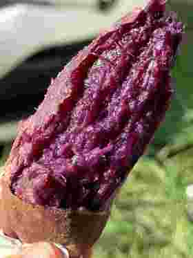 蜜糖紫薯（产地直发，中果4斤/件 软糯香甜 无筋）