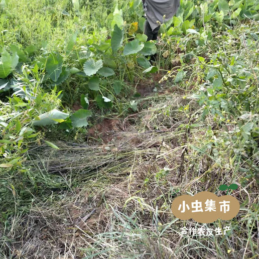 老品种生态鸡蛋芋头 4斤 | 合作农友生产，产自云南大理，生产者：谢雪梅 *【公平贸易农人定价】 商品图7