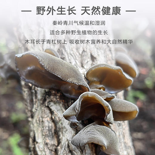 【秦岭野生干木耳 | 青川秋耳】秦岭大巴山深处自然生长 肉质鲜嫩口感顺滑 轻薄不压秤 约17倍泡发率 商品图0