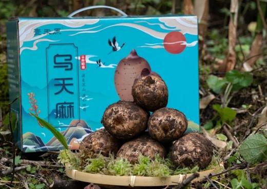 壹禾原林下仿野生种植新鲜乌天麻【基地直发】 商品图2