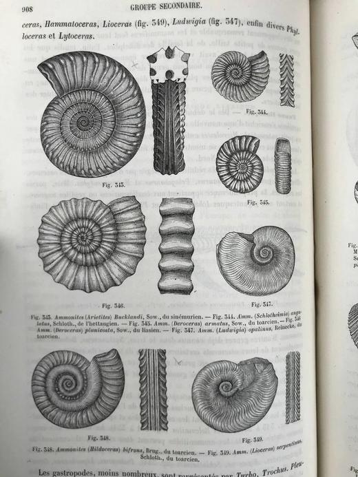 【法语】1885年 拉帕朗《地质学论文集》 666幅版画插图 真皮精装18开 商品图9