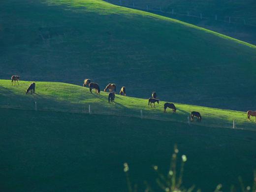 春醒伊犁 | 新疆伊犁河谷7日早春杏花之旅 商品图4