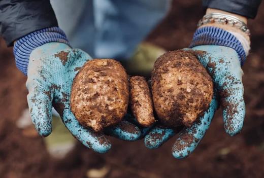 壹禾原林下仿野生种植新鲜乌天麻【基地直发】 商品图8