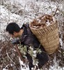 壹禾原林下仿野生种植新鲜乌天麻【基地直发】 商品缩略图6