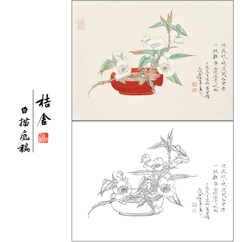任重花鸟工笔画白描底稿《白云香一枝》临摹勾线高清打印稿RD40