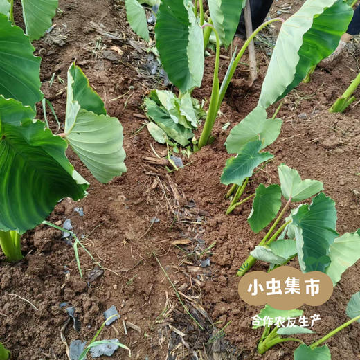 老品种生态鸡蛋芋头 4斤 | 合作农友生产，产自云南大理，生产者：谢雪梅 *【公平贸易农人定价】 商品图10