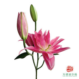 重瓣百合-特福 5枝一扎