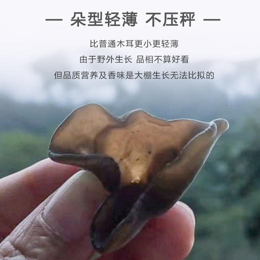 【秦岭野生干木耳 | 青川秋耳】秦岭大巴山深处自然生长 肉质鲜嫩口感顺滑 轻薄不压秤 约17倍泡发率 商品图2