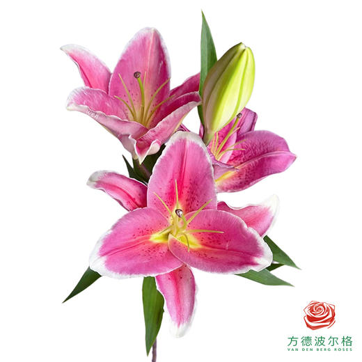 百合-鸿运当头 5枝一扎 商品图1