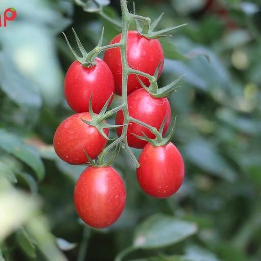 【分仓直发包邮】阳光沙地千禧圣女果2斤（中大果/大果随机发货）（大果一斤40个左右，中大果一斤50个左右） 商品图0