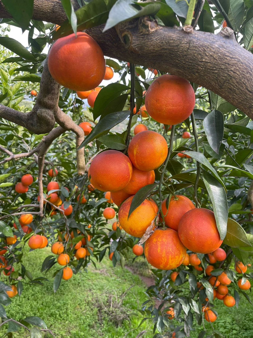 【顺丰包邮➕保温，长寿湖血橙】秘境好橙，一整颗都是花青素~有玫瑰香味，皮薄、肉嫩、化渣，九甜一酸，口感好，基地直邮