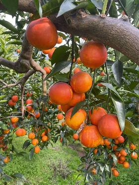 【顺丰包邮➕保温，长寿湖血橙】秘境好橙，一整颗都是花青素~有玫瑰香味，皮薄、肉嫩、化渣，九甜一酸，口感好，基地直邮