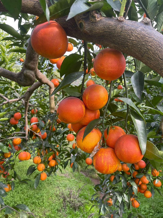 【顺丰包邮➕保温，长寿湖血橙】秘境好橙，一整颗都是花青素~有玫瑰香味，皮薄、肉嫩、化渣，九甜一酸，口感好，基地直邮 商品图0