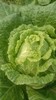 【囤秋菜 送“百财”25元/10斤 】鸿翠园 有机大白菜 商品缩略图10