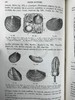 【法语】1885年 拉帕朗《地质学论文集》 666幅版画插图 真皮精装18开 商品缩略图10