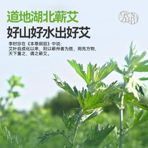 甘之颐 艾草精油 干姜植萃精油30粒次抛湿寒手脚冰凉暖手足 商品图3